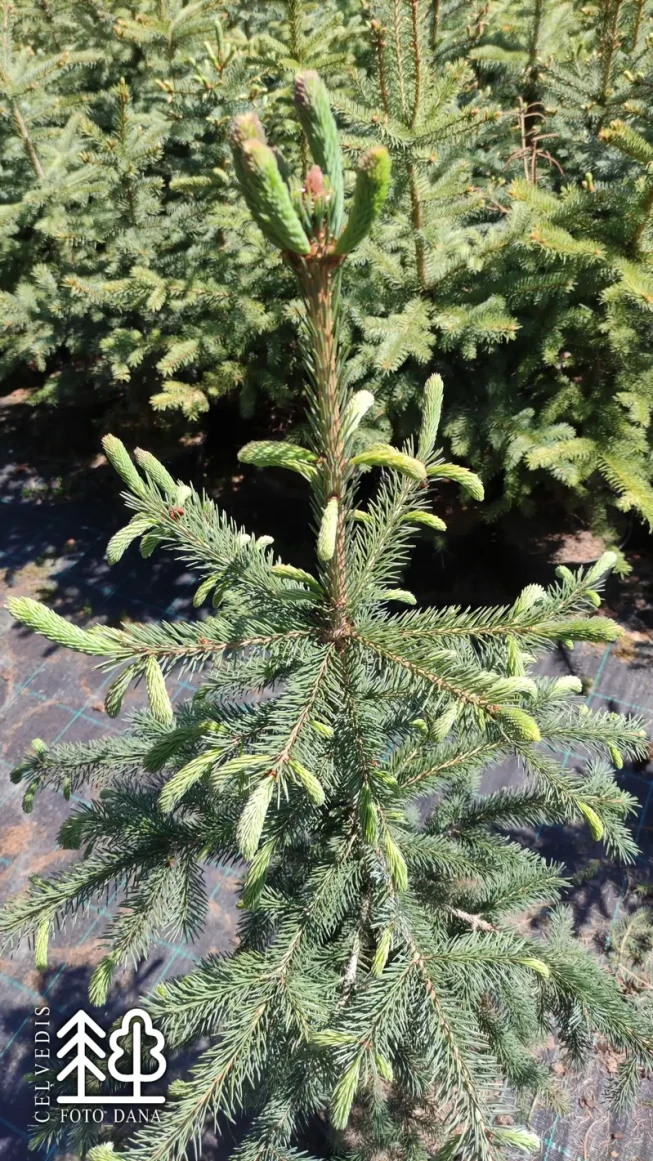 Picea engelmanii